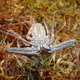 Image for article titled These Spiders Love Each Other But I Still Hate Them